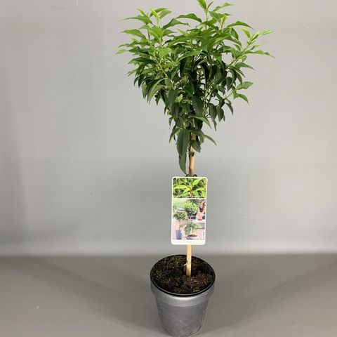 Prunus Lusitanica 'Angustifolia' — Plant Wholesale FlorAccess