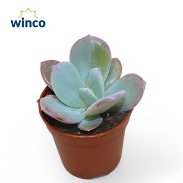 Echeveria laui 'Hybrid'