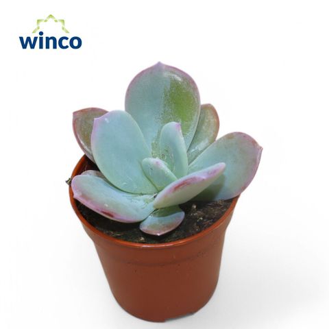 Echeveria laui 'Hybrid'