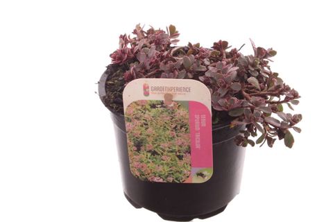Sedum spurium 'Tricolor'