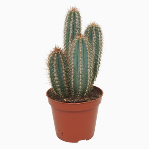 Pilosocereus odilensis