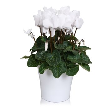 Cyclamen persicum SUPER SERIE S ALLURE MIX