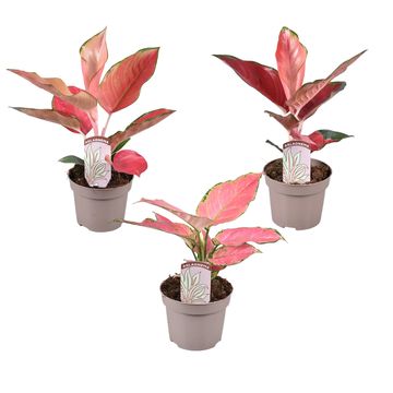 Aglaonema MIX