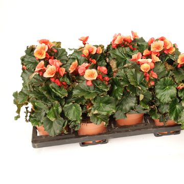 Begonia 'Glory Garden Orange'