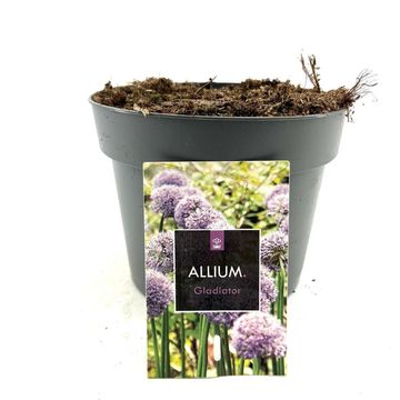 Allium 'Гладиатор'