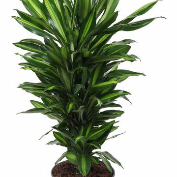 Dracaena fragrans CINTHO