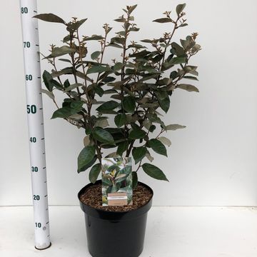 Elaeagnus x ebbingei