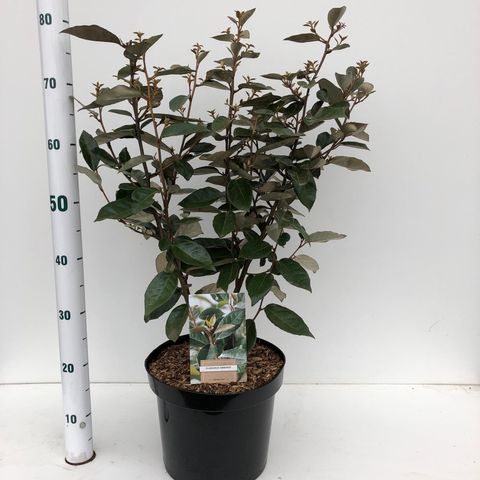 Elaeagnus x ebbingei