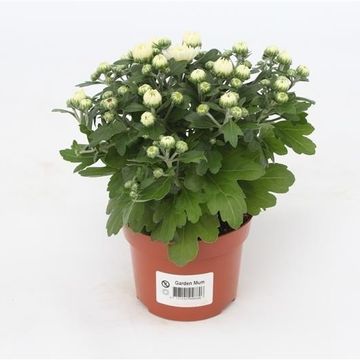 Chrysanthemum GARDENMUMSAIC WHITE