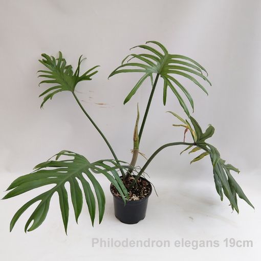 Philodendron elegans