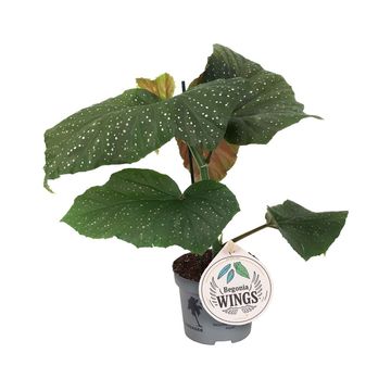 Begonia corallina