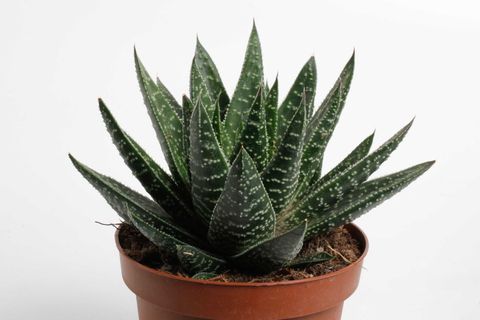 Gasteria 'Apollo'