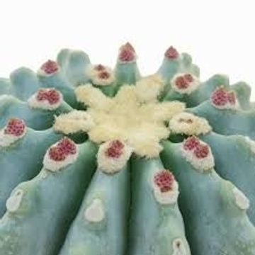 Ferocactus glaucescens inermis