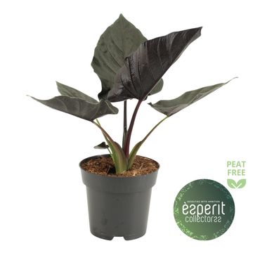 Alocasia 'Antoro Velvet'
