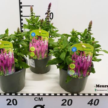 Salvia nemorosa MIX