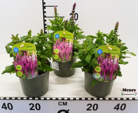 Salvia nemorosa MIX