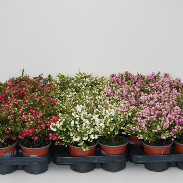 Gaultheria mucronata MIX