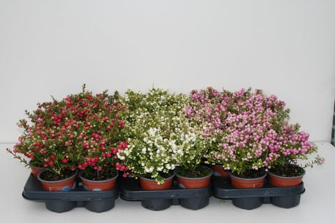 Gaultheria mucronata MIX