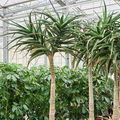 Aloe bainesii