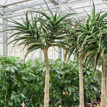 Aloe bainesii