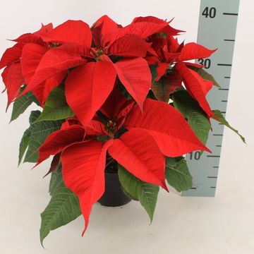 Euphorbia pulcherrima CHRISTMAS FEELINGS