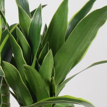 Dracaena fragrans 'Arturo'