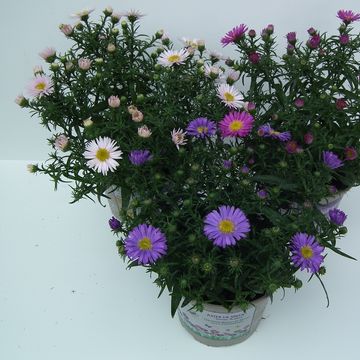 Aster 'La Vista White'