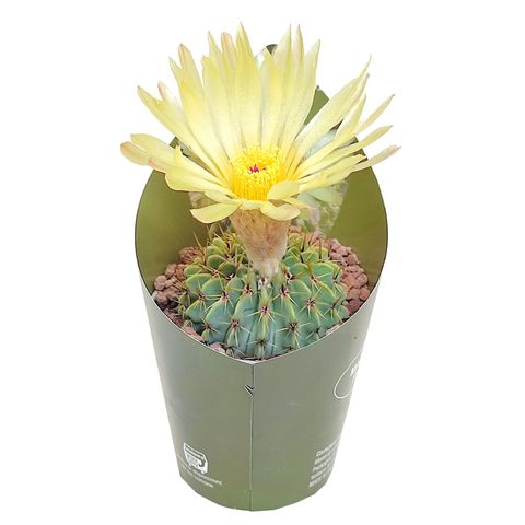 Notocactus buiningii