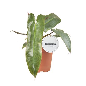 Philodendron atabapoense