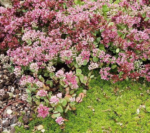 Sedum ewersii