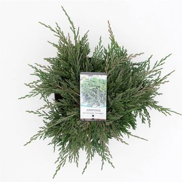 Juniperus horizontalis 'Pancake'