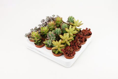 Sedum MIX