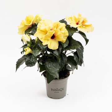 Hibiscus rosa-sinensis 'Adonicus Yellow'