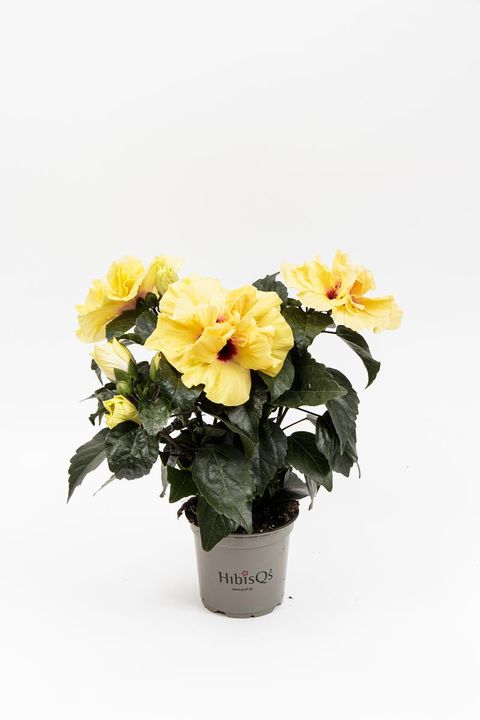 Hibiscus rosa-sinensis 'Adonicus Yellow'