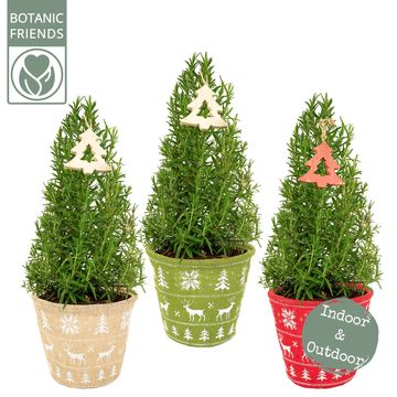 Rosmarinus officinalis