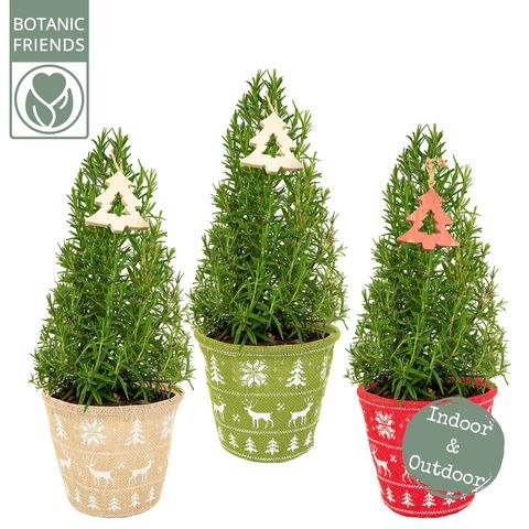 Rosmarinus officinalis