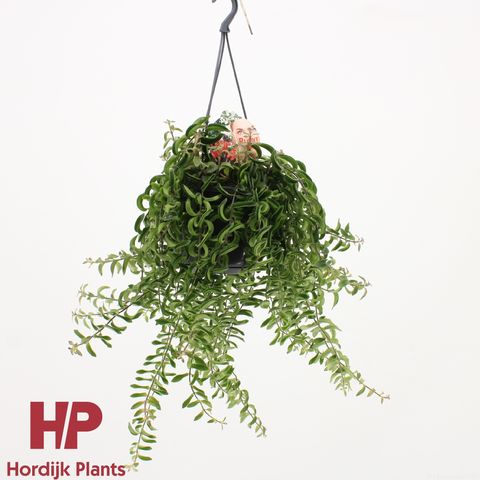 Aeschynanthus 'Twister' (Hordijk Plants)
