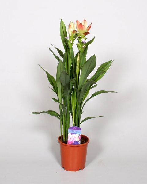 Curcuma alismatifolia SIAM SOLAR