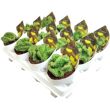 Opuntia cylindrica cristata