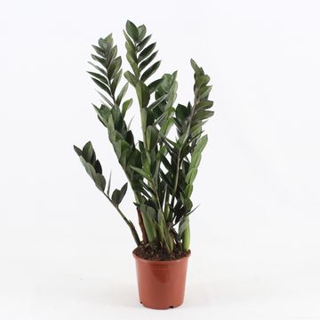 Zamioculcas zamiifolia SUPER NOVA