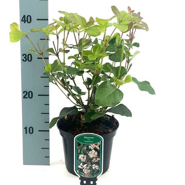 Viburnum tinus 'Purpureum'