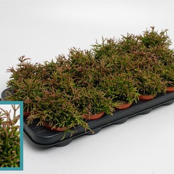 Rhipsalis clavata 'Easy Sweety'