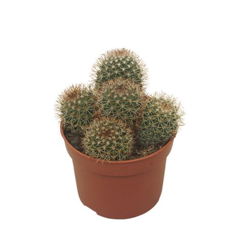 Mammillaria ernestii  Plant Wholesale FlorAccess