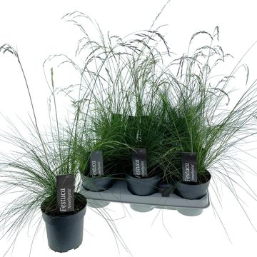 Festuca glauca 'Amethystina'