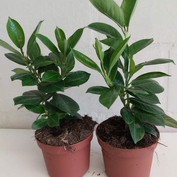 Mandevilla RIO WHITE