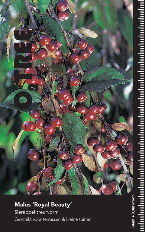 Malus 'Royal Beauty'