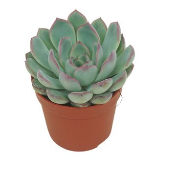 Echeveria 'Apus'
