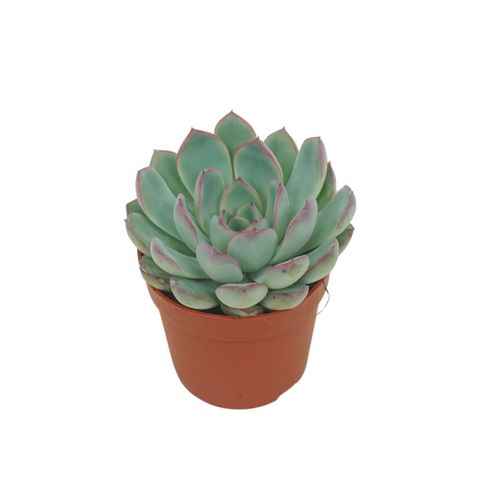 Echeveria 'Apus'