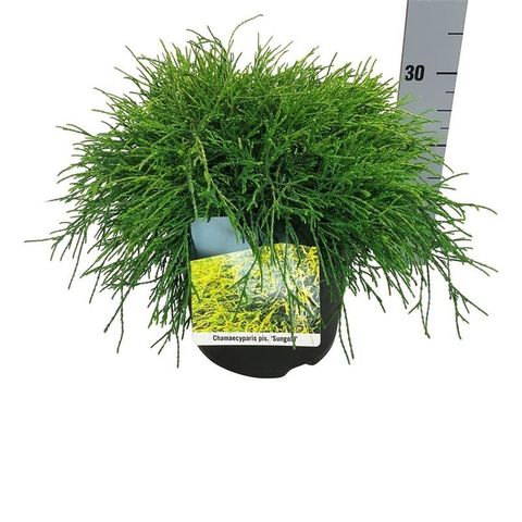 Chamaecyparis pisifera 'Sungold'