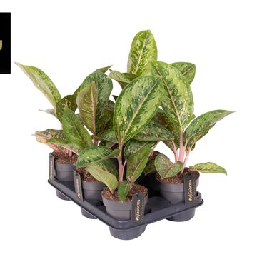 Aglaonema 'Camo Coralie'